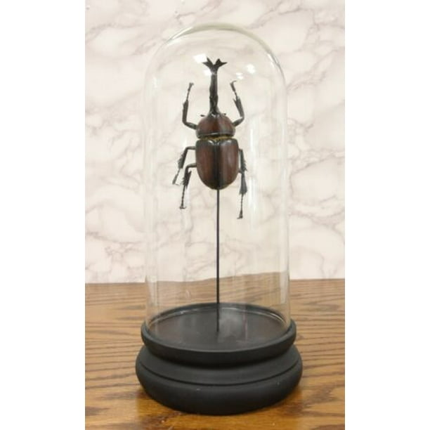 Lg Taxidermy Entomology Fighting Beetle Curiosity Collectible Glass Dome Lg Taxidermy Entomology Fighting Beetle Curiosity Collectible Glass Dome